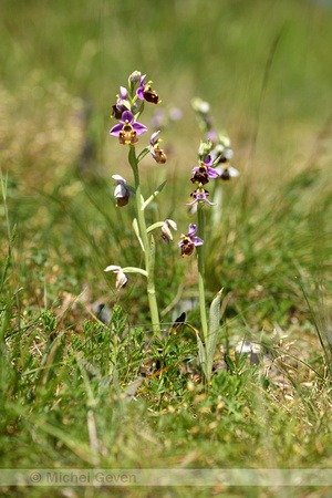 Hommelorchis; Late Spider-orchid; Ophrys fuciflora