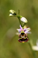Hommelorchis; Late Spider-orchid; Ophrys fuciflora