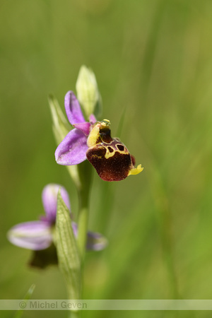 Hommelorchis; Late Spider-orchid; Ophrys fuciflora