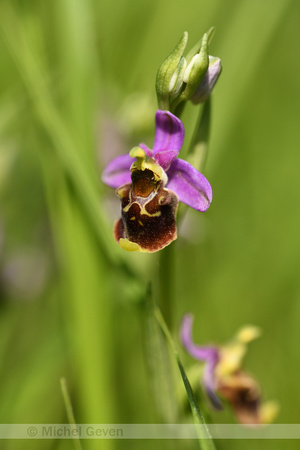 Hommelorchis; Late Spider-orchid; Ophrys fuciflora