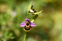 Hommelorchis; Late Spider-orchid; Ophrys fuciflora
