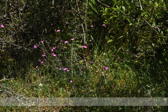 Karthuizer anjer; Clusterhead Pink; Dianthus carthusianorum