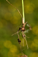 Knolboterbloem; Bulbous Buttercup; Ranunculus bulbosus