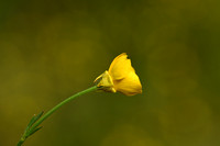 Knolboterbloem; Bulbous Buttercup; Ranunculus bulbosus