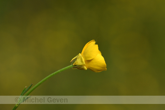 Knolboterbloem; Bulbous Buttercup; Ranunculus bulbosus