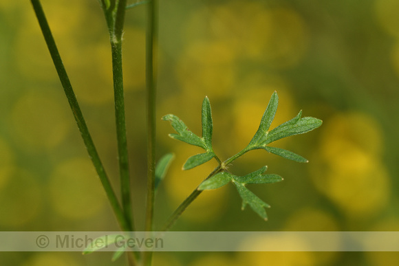 Knolboterbloem; Bulbous Buttercup; Ranunculus bulbosus