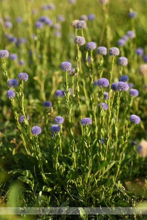 Kogelbloem; Common Globularia; Globularia bisnagarica