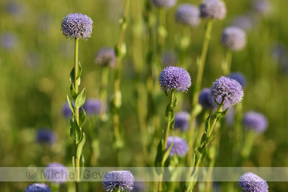 Kogelbloem; Common Globularia; Globularia bisnagarica