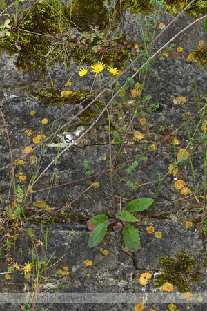 Muurhavikskruid; Wall Hawkweed; Hieracium murorum