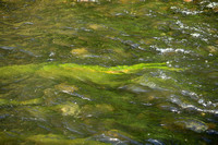Penceelbladige waterranonkel - Chalk Stream Water-crowfoot - Ranunculus penicillatus