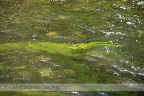 Penceelbladige waterranonkel; Chalk Stream Water-crowfoot; Ranunculus penicillatus