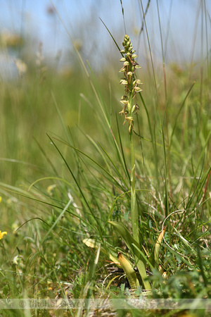 Poppenorchis; Man Orchid; Orchis anthropophora