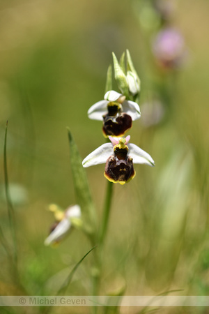 Spinnenorchis; Early Spider-orchid; Ophrys sphegodes