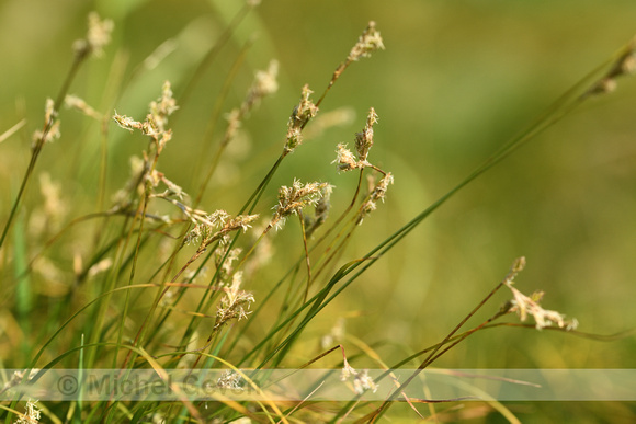 Trilgraszegge; Quaking Grass-sedge; Carex brizoides
