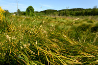 Trilgraszegge; Quaking Grass-sedge; Carex brizoides