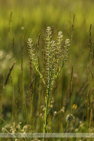 veldkruidkers; Field Pepperwort; Lepidium campestre