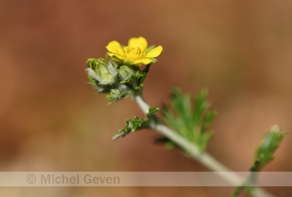 Viltganzerik; Hoary Cinquefoil; Potentilla argentea