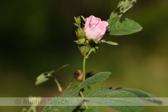 Viltroos; Harsh Downy-rose; Rosa tomentosa