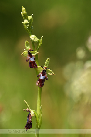 Vliegenorchis; Fly Orchid; Ophrys insectifera