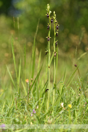 Vliegenorchis; Fly Orchid; Ophrys insectifera