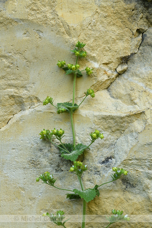 Voorjaarshelmkruid; Yellow Figwort; Scrophylaria vernalis