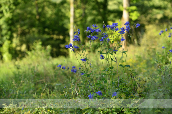 Wilde Akelei; Columbine; Aquilegia vulgaris