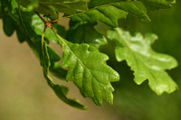 Wintereik; Sessile oak; Quercus petraea