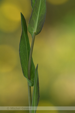 Witte steenraket; Hare's-ear Mustard; Conrigia orientalis