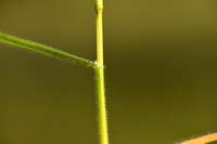 Zachte haver; Downy Oat-grass; Avenula pubescens
