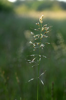 Zachte haver; Downy Oat-grass; Avenula pubescens