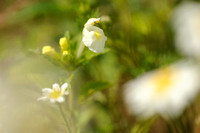 Bleekgele Hennepnetel; Downy Hemp Nettle; Hempnettle; Galeopsis