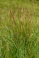 Beemdhaver; Meadow Oat-grass; Helictochloa pratensis