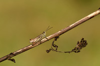 Snortikker - Lesser field grasshopper - Chorthippus mollis