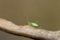 Boomsprinkhaan; Oak Bush-cricket; Meconema thalassinum