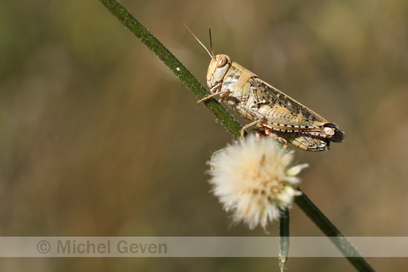 Rosevleugel; Italian locust; Calliptanus italicus