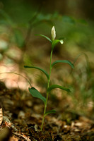 Bleek bosvogeltje; White helleborine; Cephalanthera damasonium
