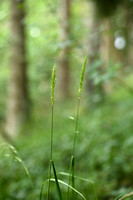 Bosgerst; Wood Barley; Hordelymus europaeus