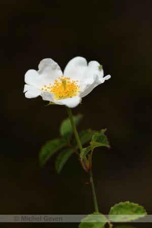 Bosroos; field rose; Rosa arvensis