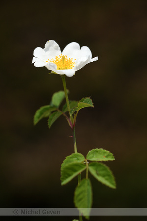 Bosroos; field rose; Rosa arvensis
