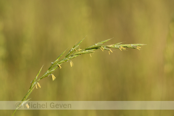 Gevinde kortsteel; Tor-grass; Brachypodium pinnatum