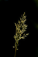 Goudhaver; Yellow Oat-grass; Trisetum flavescens;