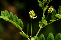 Hokjespeul; Wild liquorice; Astragalus glycyphyllos