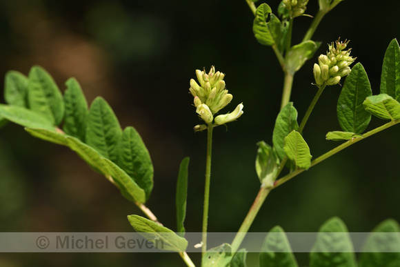 Hokjespeul; Wild liquorice; Astragalus glycyphyllos