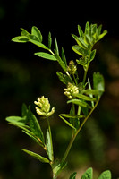 Hokjespeul; Wild liquorice; Astragalus glycyphyllos