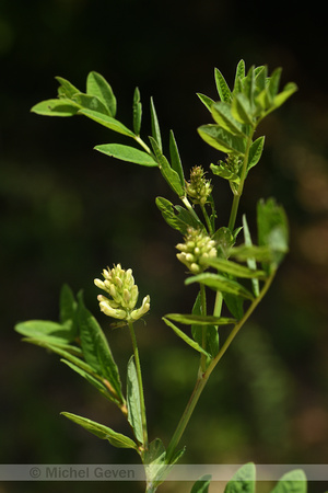 Hokjespeul; Wild liquorice; Astragalus glycyphyllos