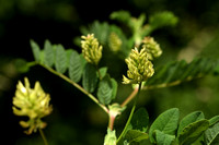 Hokjespeul; Wild liquorice; Astragalus glycyphyllos