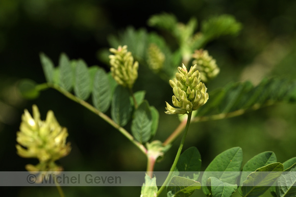 Hokjespeul; Wild liquorice; Astragalus glycyphyllos