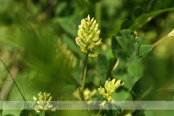 Hokjespeul; Wild liquorice; Astragalus glycyphyllos