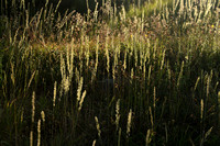Smal fakkelgras; June Grass; Koeleria macrantha