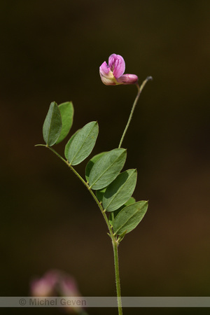 Zwarte lathyrus; Black Pea; Lathyrus niger